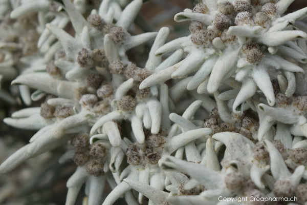 edelweiss-2015