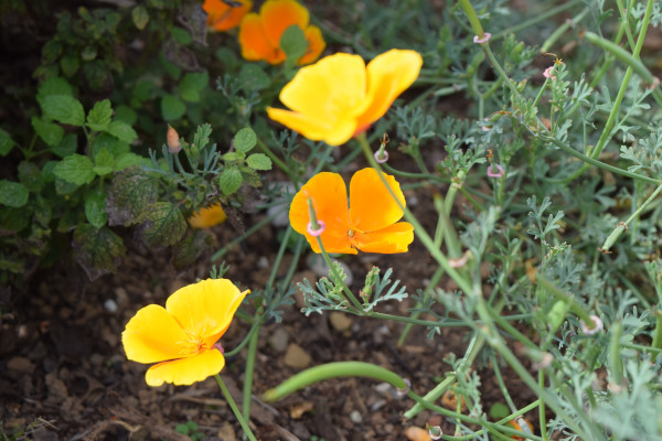 pavot-de-californie