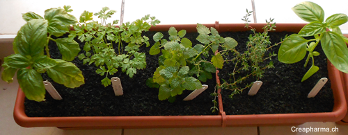 plantes-medicinales-balcon