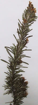 romarin herbier