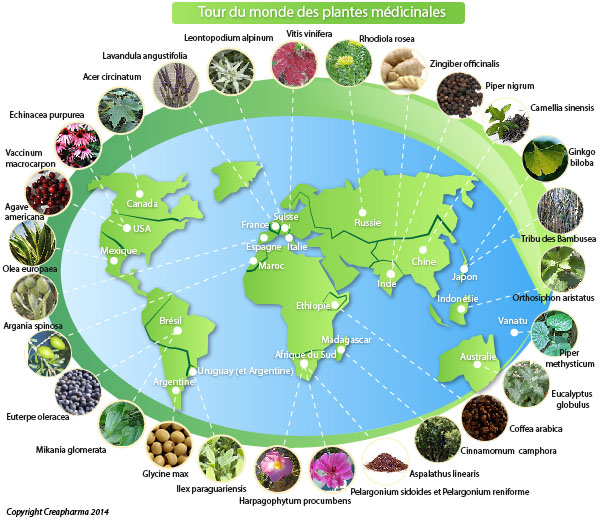 Tour du monde des plantes médicinales