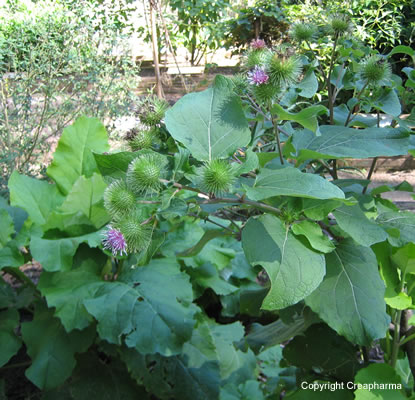Plantes pour soigner l'acné