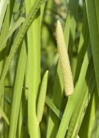 Phytothérapie contre les brûlures d'estomac - Plantes contre les ulcères d'estomac