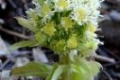 Phytothérapie mal de ventre pétasite