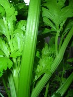Céleri Apium graveolens