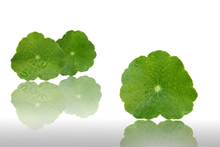 Centella asiatica - en cas de peau sèche