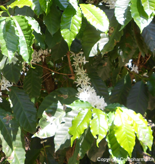 cafe - Coffea arabica