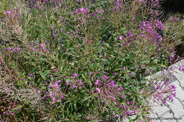 epilobium-parviflorum-epilobe