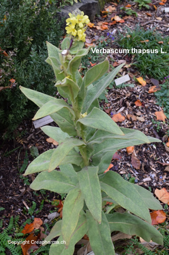 Verbascum-thapsus