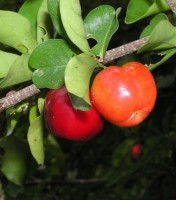 acerola