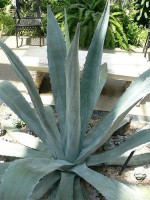 agave-Laxatif