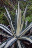 agave-Agave-americana-Medio-Picta