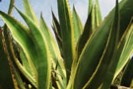 plante médicinale propre au Mexique