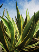 agave-Agave americana