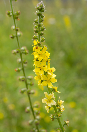 Aigremoine (Agrimonia eupatoria)