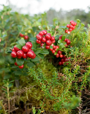 Airelles rouges