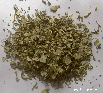 absinthe manque d'appetit alchemille - contre les troubles gastro-intestinaux
