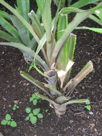 Ananas - Ananas comosus