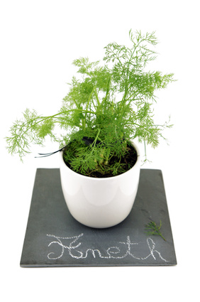 Aneth - Anethum graveolens L.
