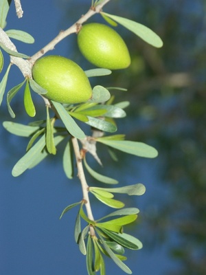argane - Argania spinosa