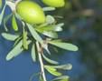 Argan plante médicinale Maroc