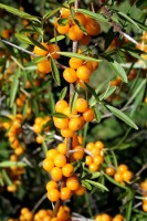 argousier - Hippophae rhamnoides