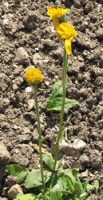 arnica - Arnica montana