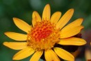 contusions arnica