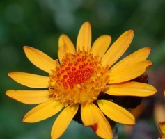 arnica