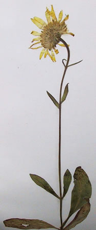 Arnica