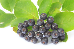 aronia