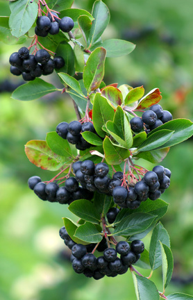 aronie - Aronia melanocarpa (Mitchx.) Elliot.