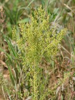 artemisia annua