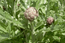 artichaut phytothérapie mal de transport