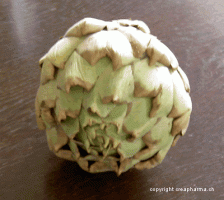 artichaut hépatite C phytothérapie