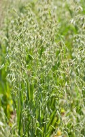 avoine - Avena sativa