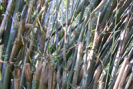 bambou plante médicinale Japon