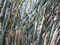 bambou - Tribu des Bambusea
