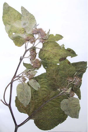 bardane - Arctium lappa