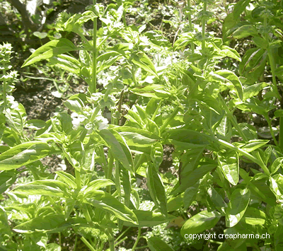 Basilic - Ocimum basilicum L.