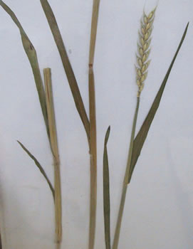Germe de blé - Triticum sativum