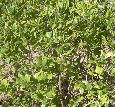 boldo - Peumus boldus Molina