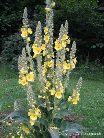 bouillon blanc - Verbasci phlomoides