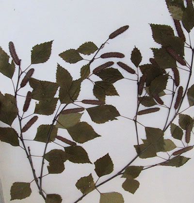Bouleau - Betula pendula