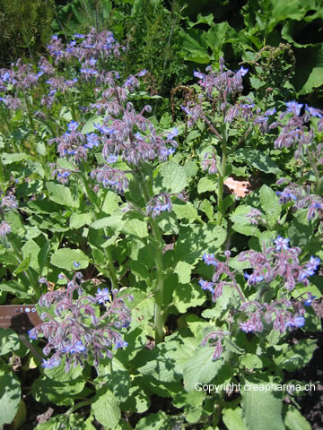 bourrache - Borago officinalis