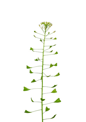 Bourse-à-pasteur - Capsella bursa-pastoris