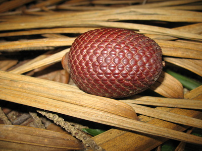 Burití - Mauritia flexuosa Mart.