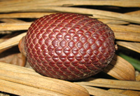 buriti