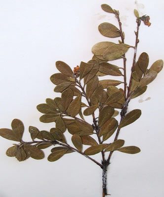 Busserole - Arctostaphylos uva-ursi