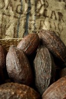 cacao